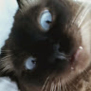 Meet your Posher, Jiminie